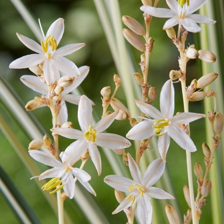 Picture of Chlorophytum saundersiae Starlight (PBR)