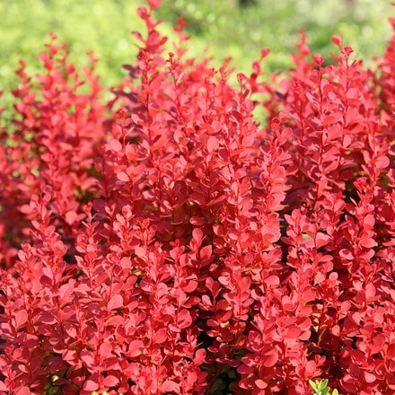 Berberis Thunbergii Orange Rocket () Berberis Thunbergii Orange Rocket