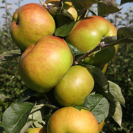 Picture of apple Bramley 20