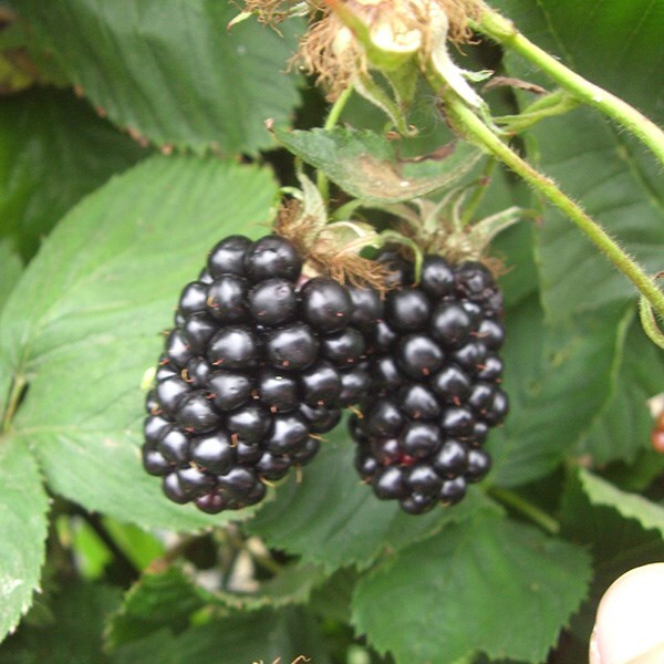 blackberry 'Apache'