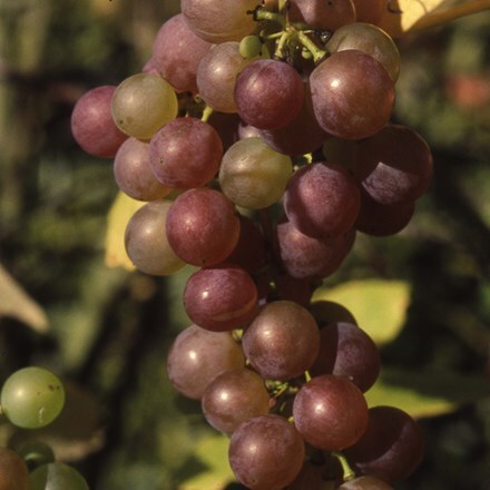 Picture of grape Fragola