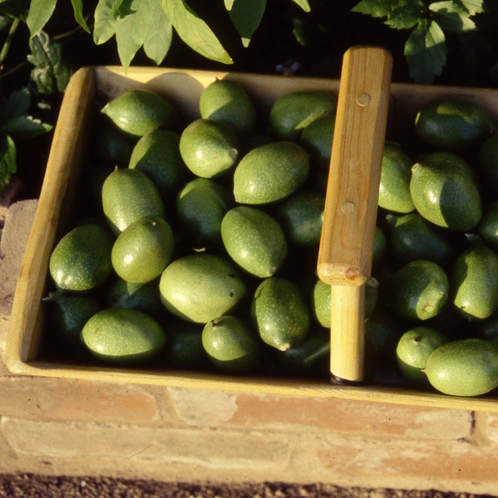 Product options image