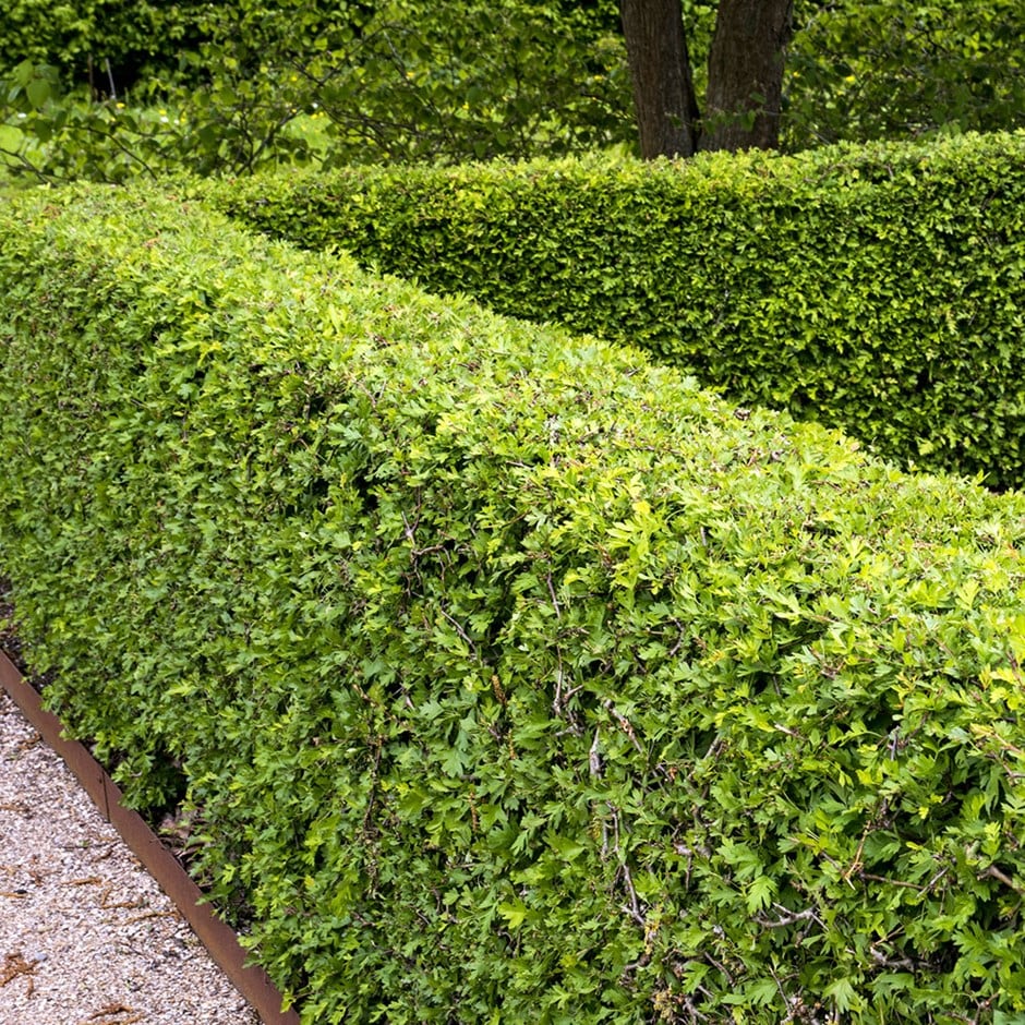 <i>Crataegus monogyna</i> - Hawthorn hedging