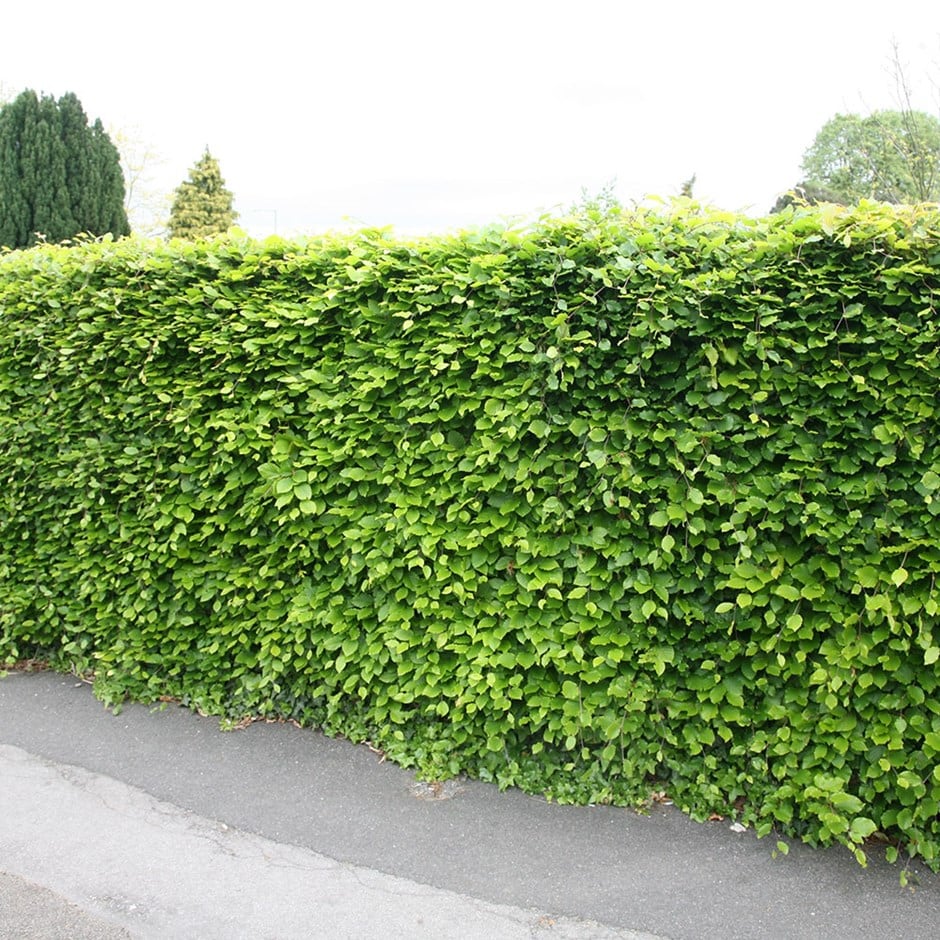 Fagus sylvatica - Beech hedging