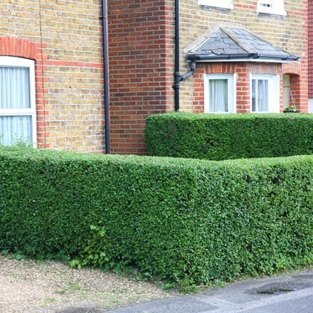 Picture of Ligustrum ovalifolium