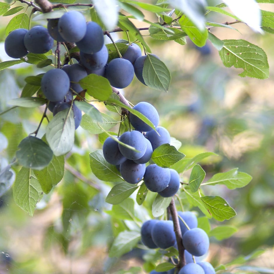Prunus spinosa  - Blackthorn hedging