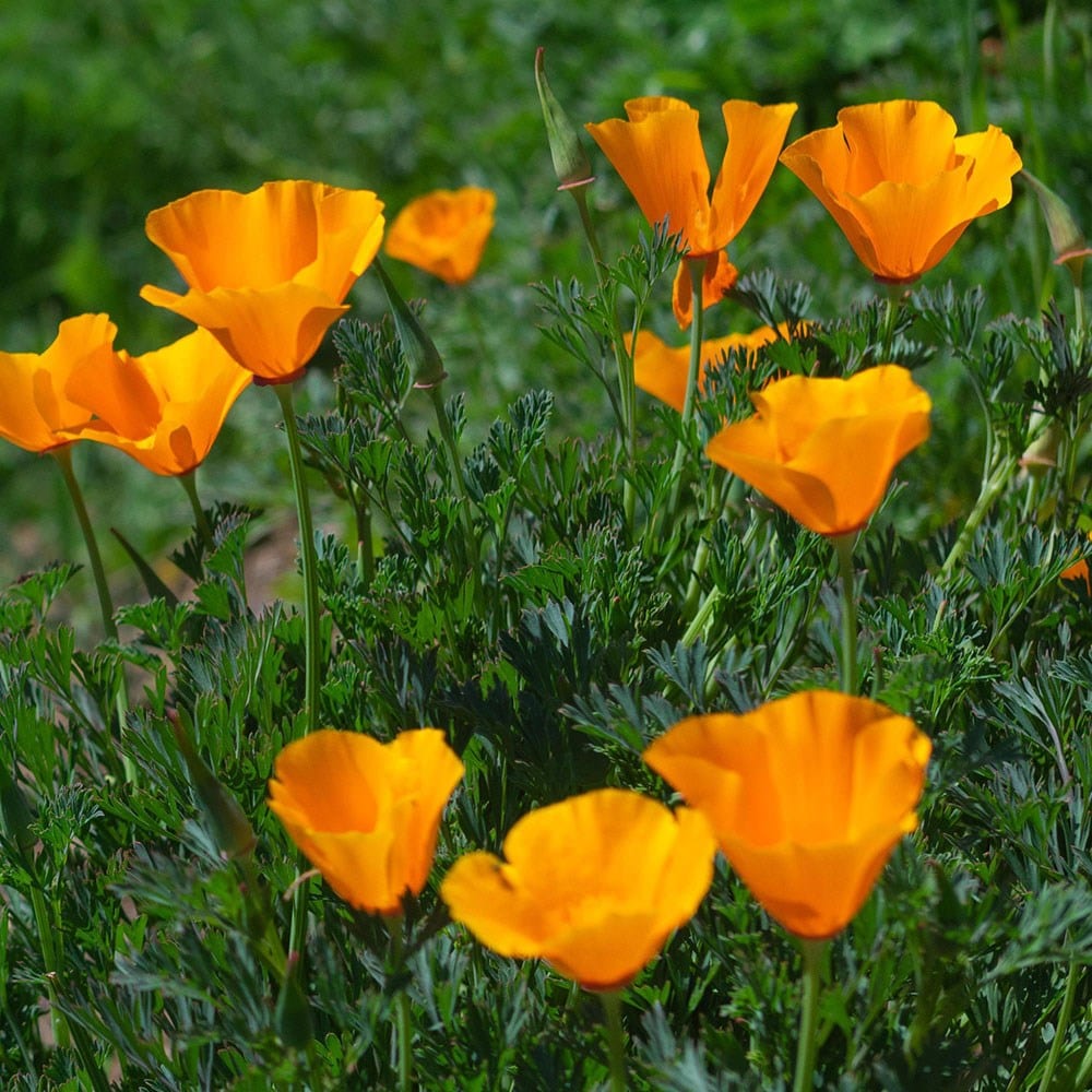 <i>Eschscholzia californica</i> 'Orange King'