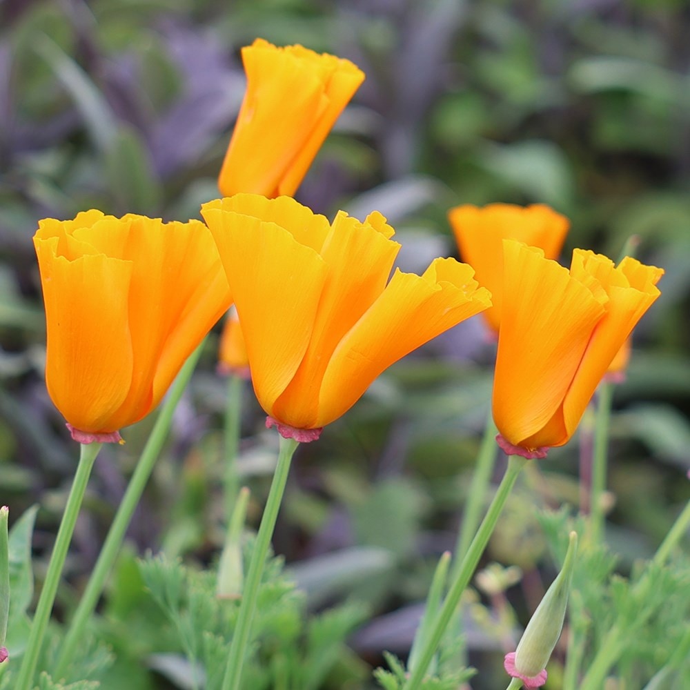 <i>Eschscholzia californica</i> 'Orange King'
