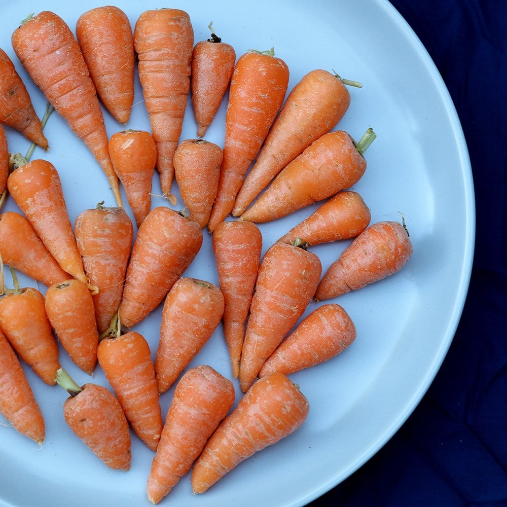 Daucus carota 'Chantenay'