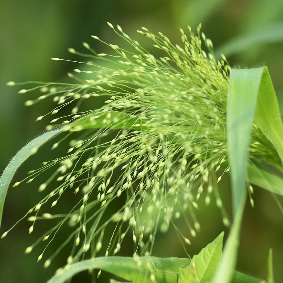 Buy witch grass Panicum capillare 'Sparkling Fountain'