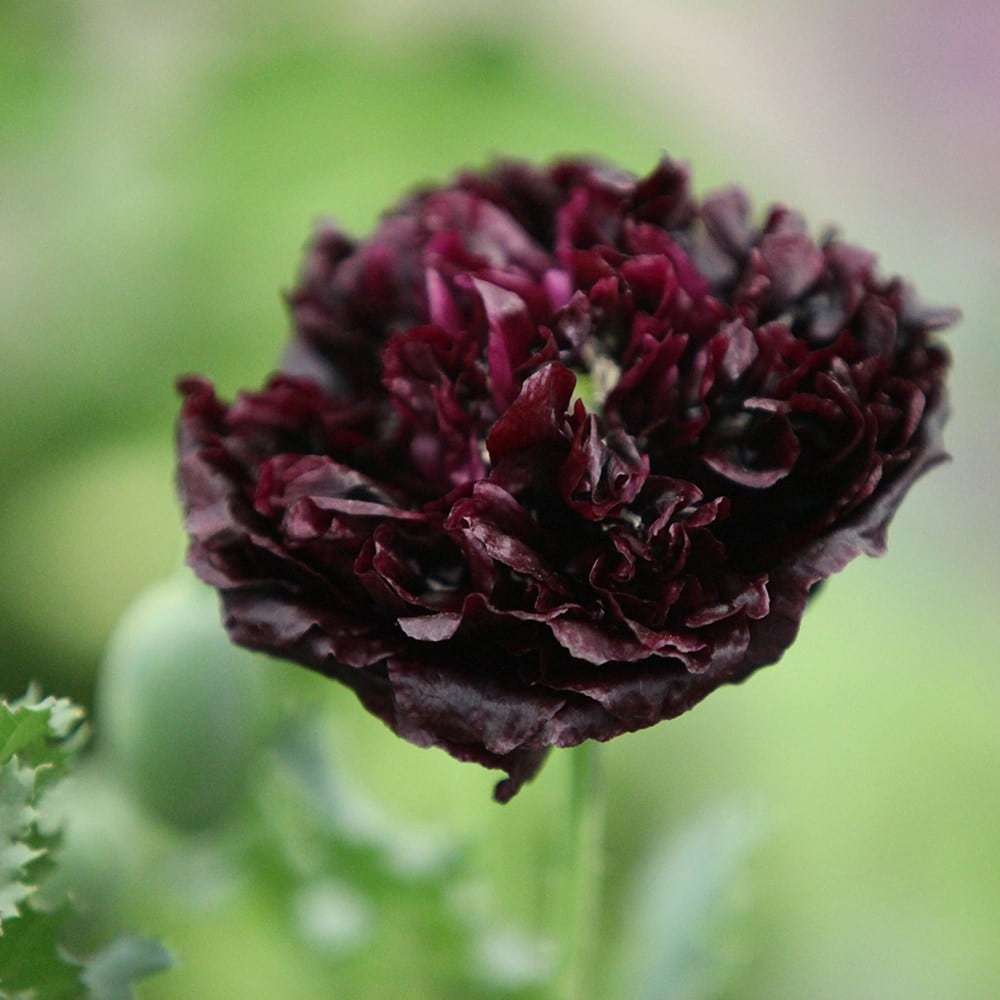 Product options image