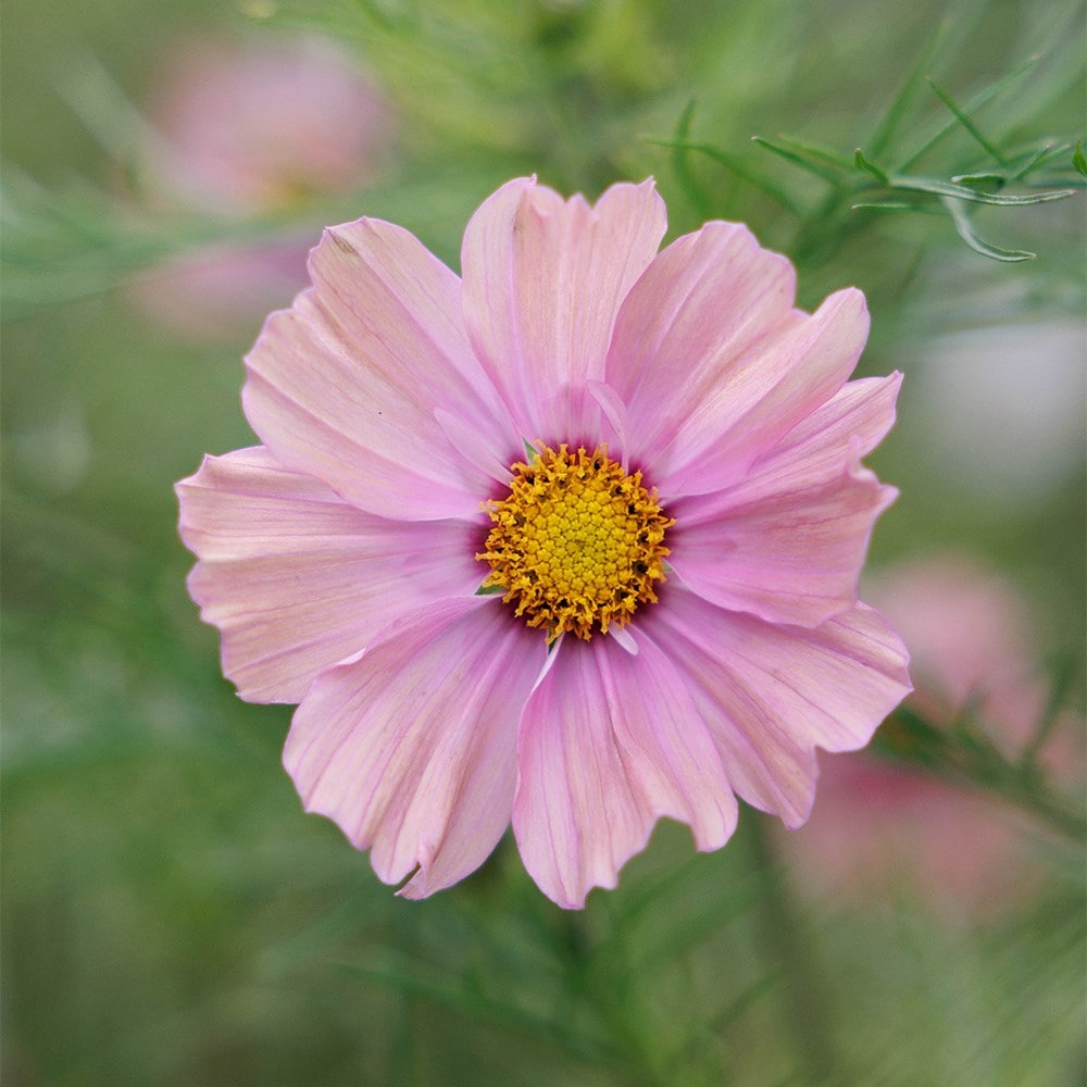 Product options image