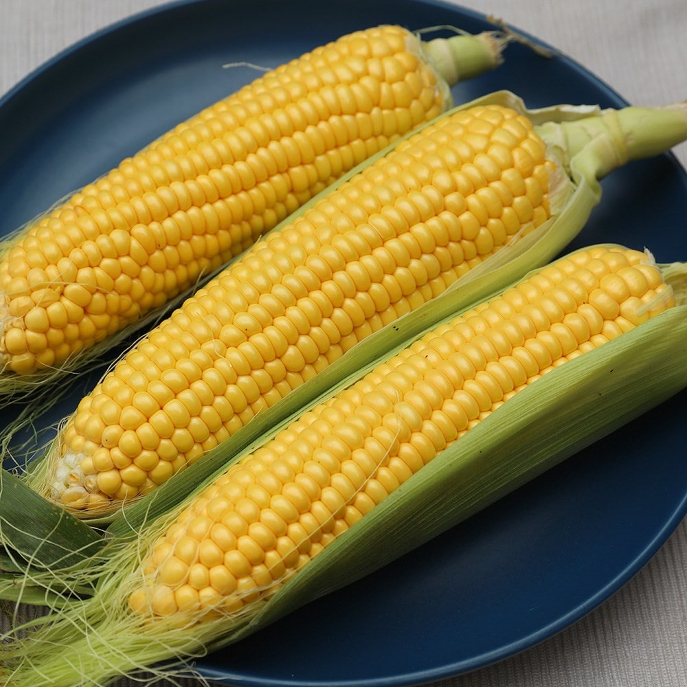 sweet corn or Zea mays 'Golden Bantam'