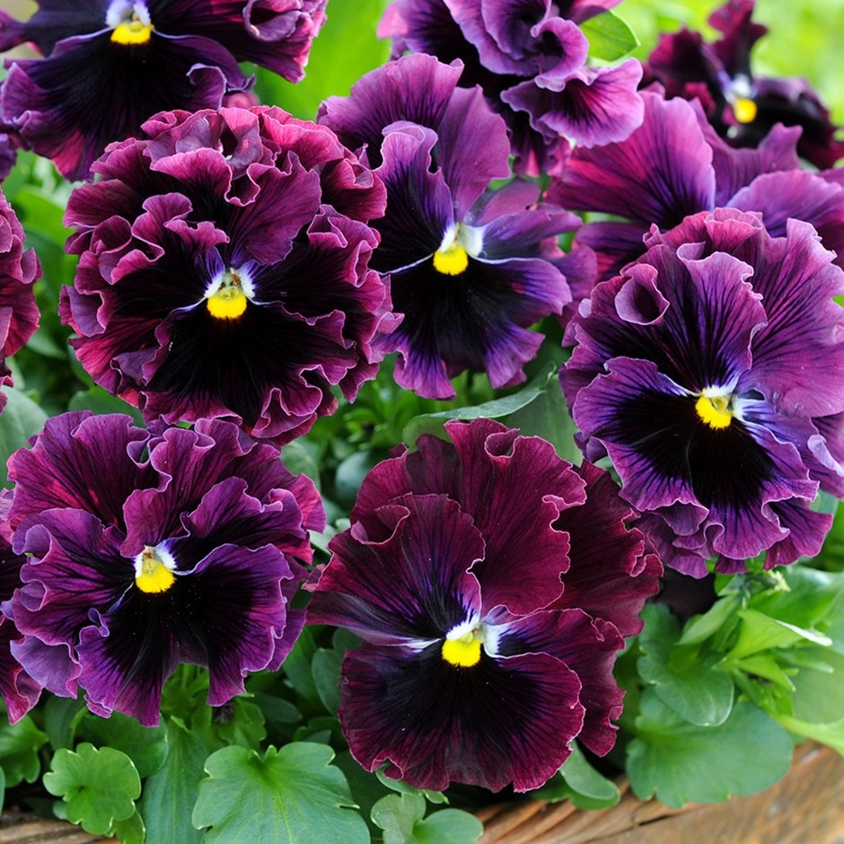 pansy 'Frizzle Sizzle Burgundy' (Frizzle Sizzle Series) F1