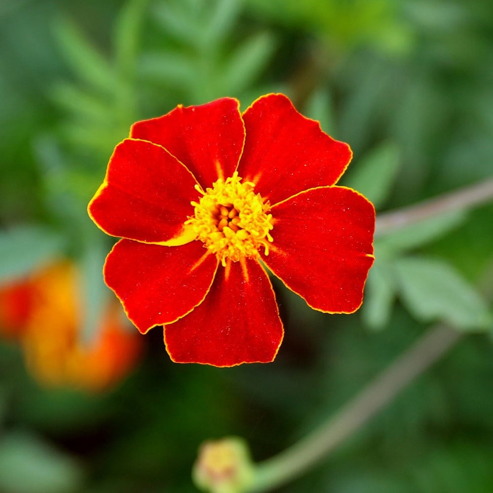 <i>Tagetes patula</i> 'Burning Embers'