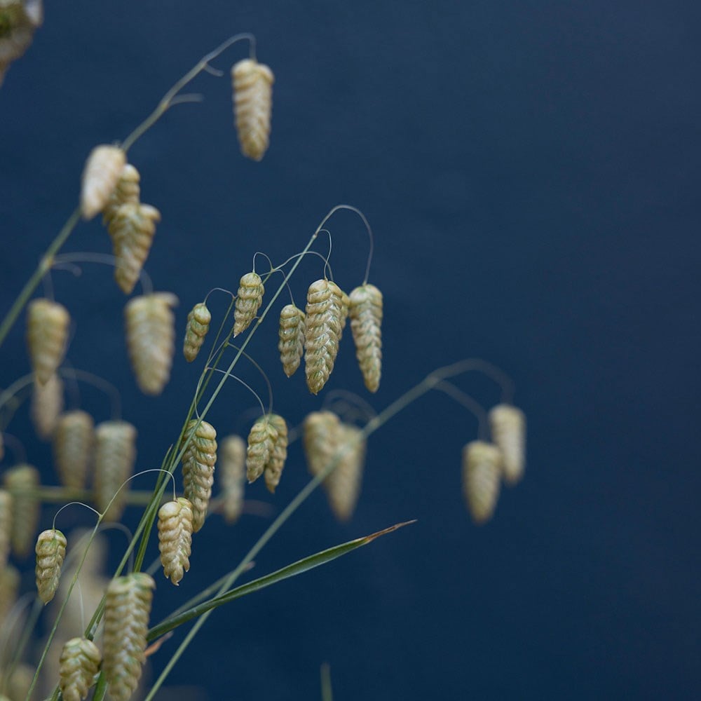 greater quaking grass