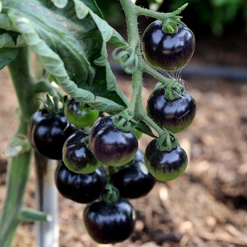 black tomato