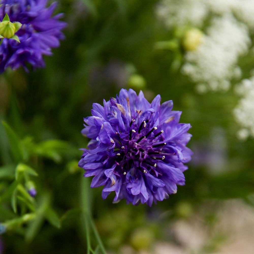 cornflower Double Blue