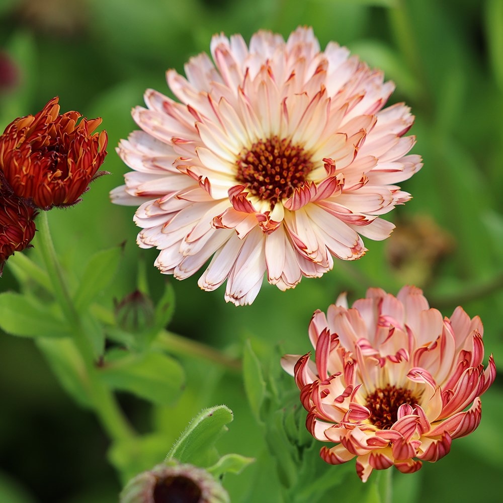 Product options image