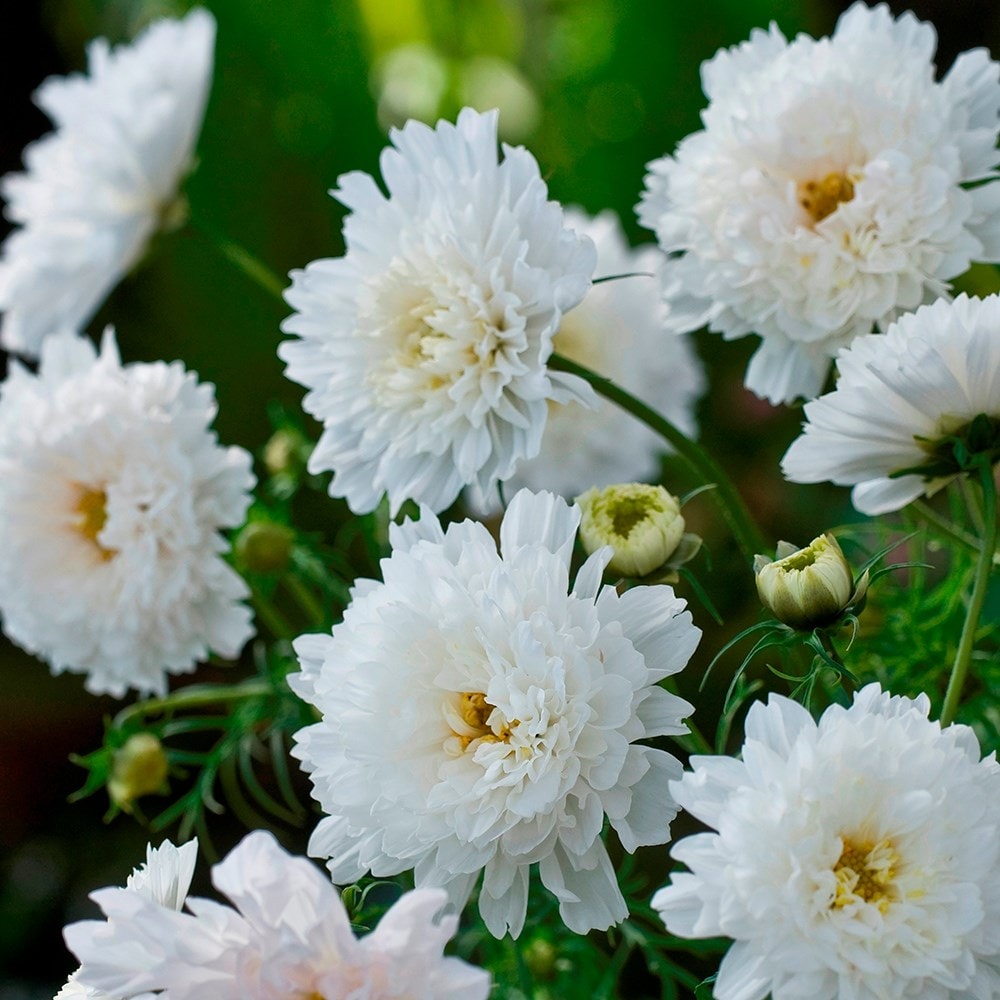 <i>Cosmos bipinnatus</i> 'Double Click Snow Puff' (Double Click Series)
