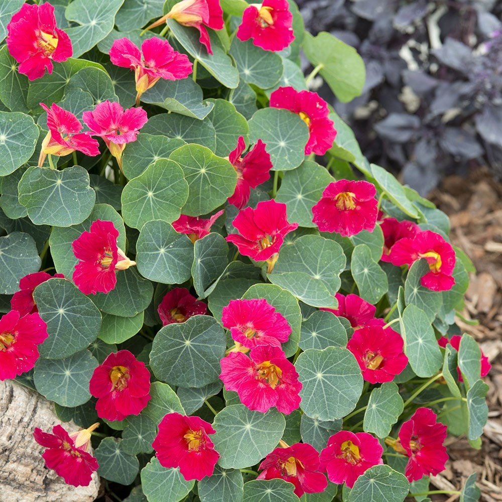 nasturtium - <i>Tropaeolum</i> 'Baby Rose'