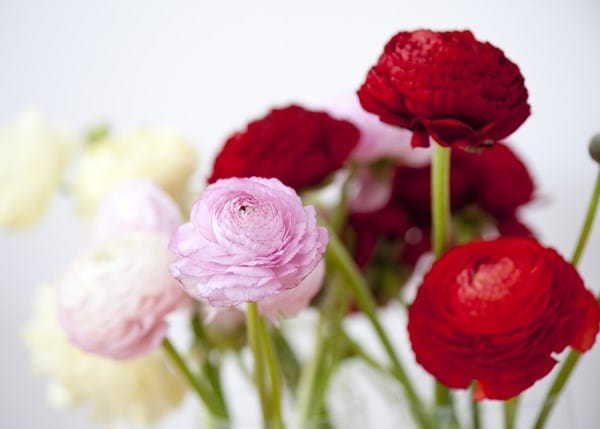 Ranunculus Aviv collection