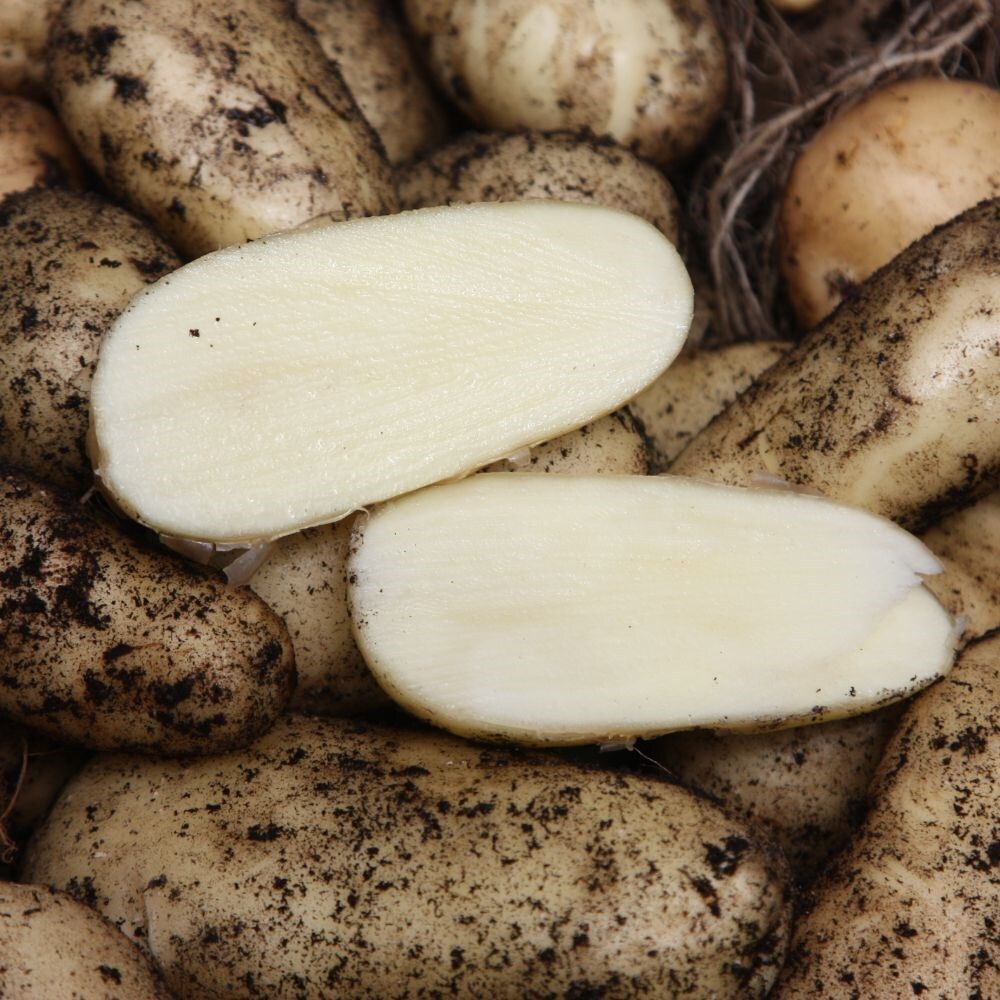 Buy seed potato for summer planting Scottish basic seed potato potato