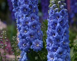 Delphinium 'Blue Lace