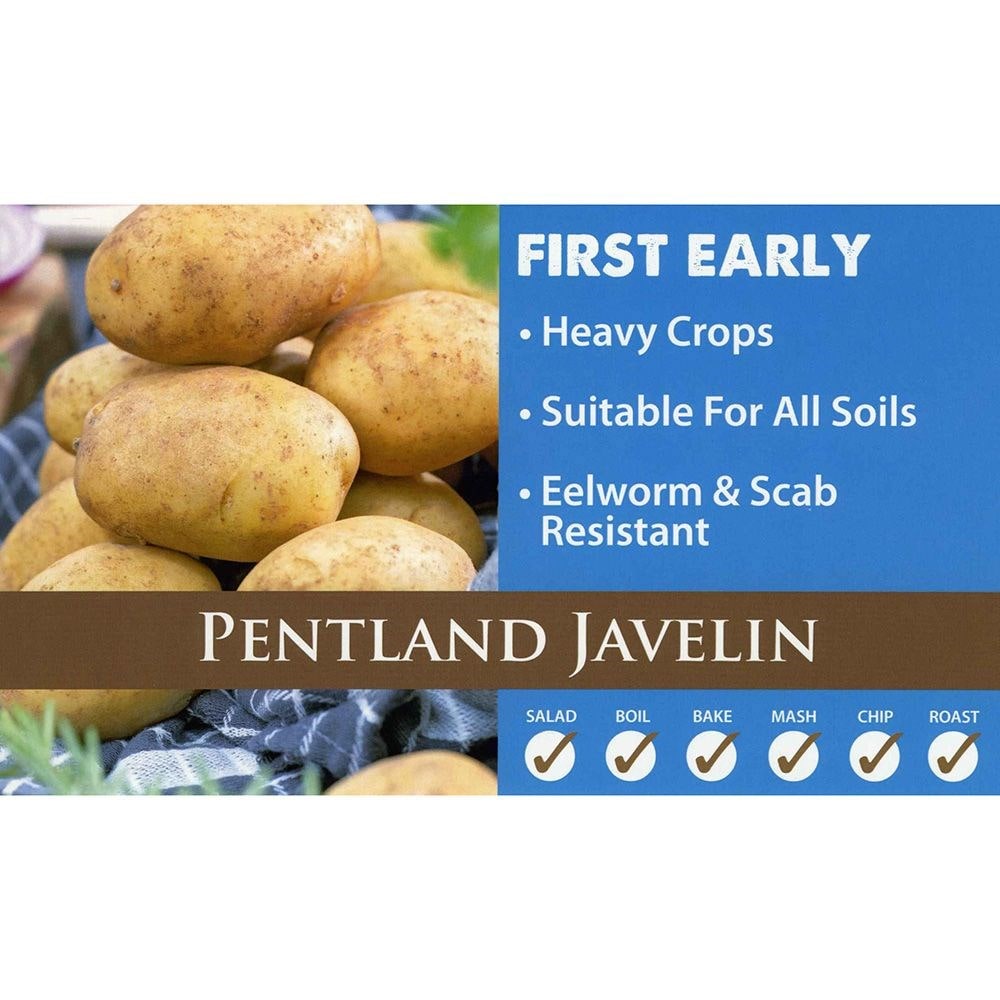 potato 'Pentland Javelin' (PBR)