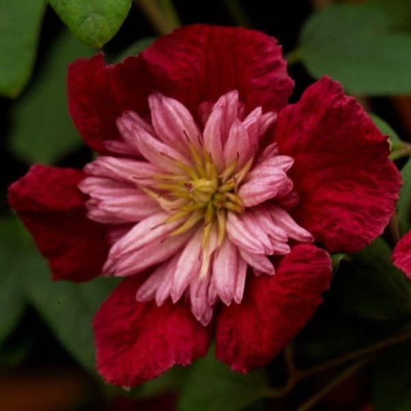 Clematis Avant-garde ('Evipo033') (PBR)