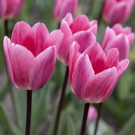 Buy Darwin hybrid tulip bulbs Tulipa Light and Dreamy: £6.49 Delivery ...
