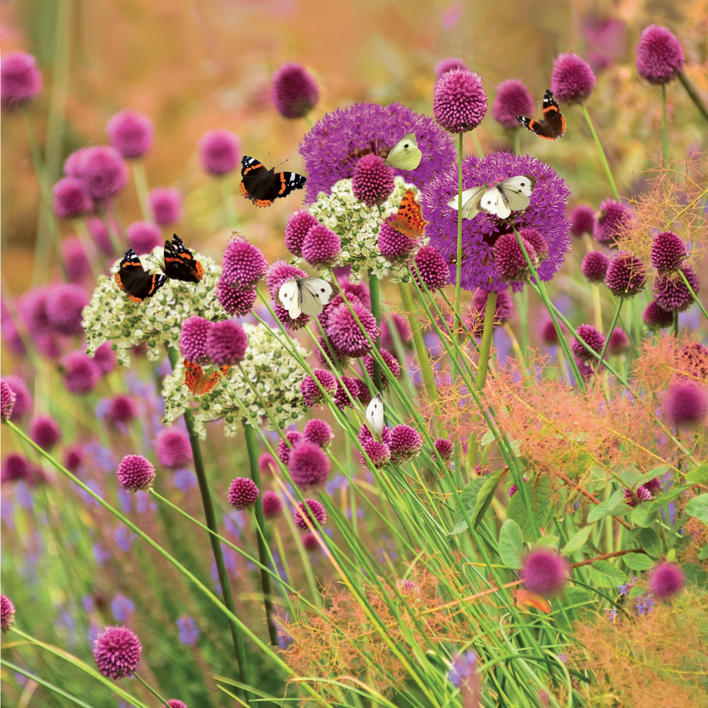 Product options image