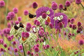 Butterfly allium collection 