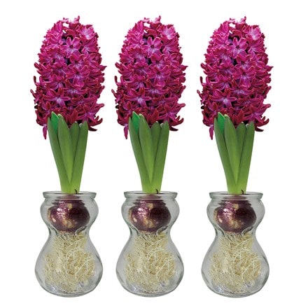 3 hyacinth vases & 3 red flowering hyacinth bulbs