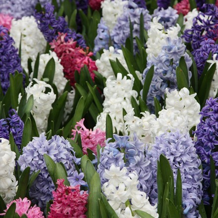 Picture of Colourful garden hyacinth collection