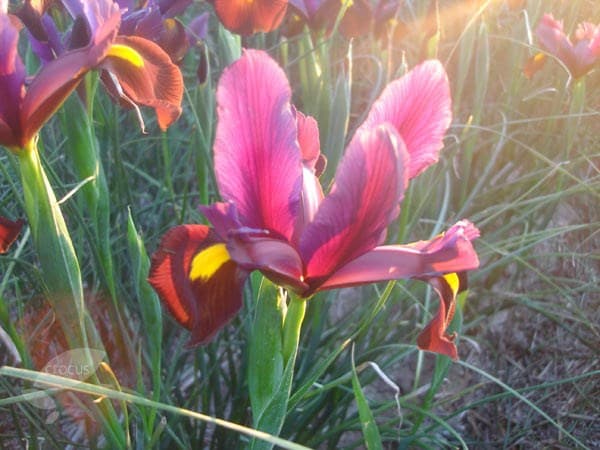 Buy Dutch iris bulbs Iris hollandica) Iris 'Red Ember': Delivery by Waitrose Garden