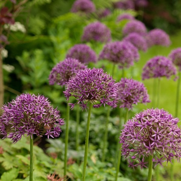 <i>Allium stipitatum</i> 'Violet Beauty'