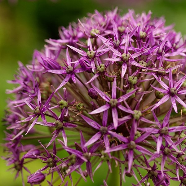 <i>Allium stipitatum</i> 'Violet Beauty'