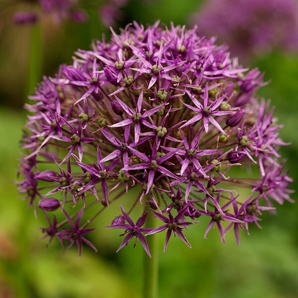 Allium stipitatum Violet Beauty