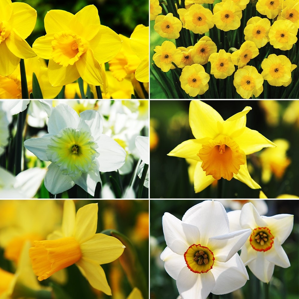 Product options image