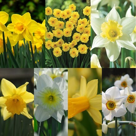 Buy daffodil collection Narcissus - up to 6 months of daffodils: £44.95 ...