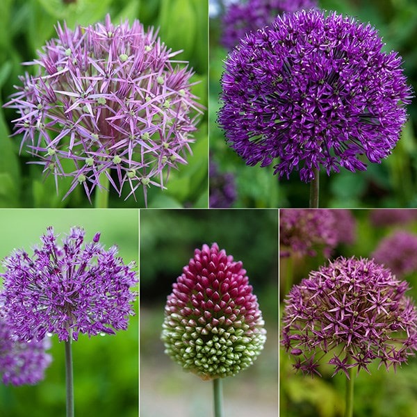 Shades of purple - Allium collection