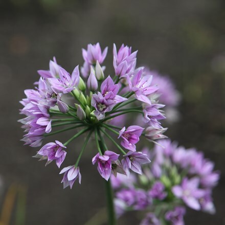 Picture of Allium Eros
