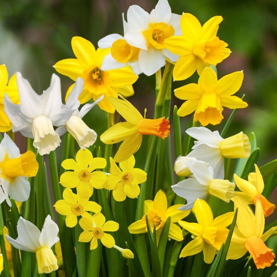 <i>Narcissus</i> 'Botanical Mixture'