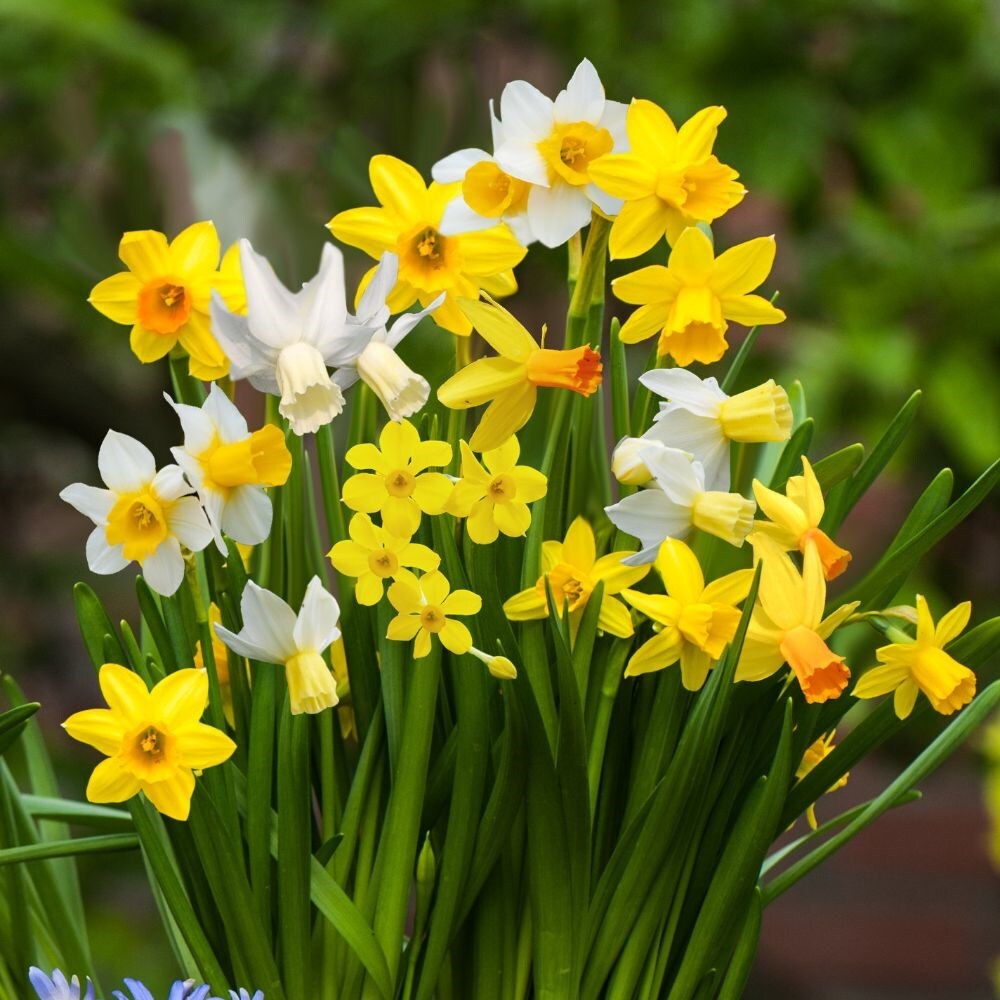 <i>Narcissus</i> 'Botanical Mixture'