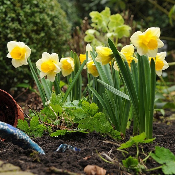 Buy Large Cupped Daffodil Bulbs Narcissus 'Salome'