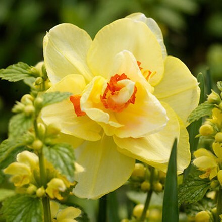 double daffodil bulbs