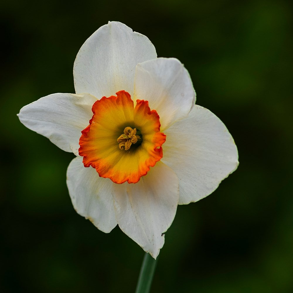 Narcissus High Society