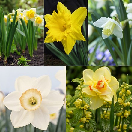 Award-winning old favourite daffodil collection