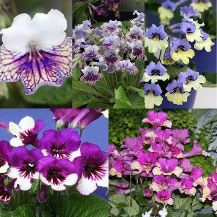 Picture of Streptocarpus Harlequin collection